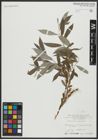 Foto von Salix alba L.